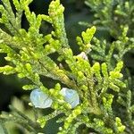 Juniperus virginiana Fruit