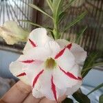 Beaumontia grandiflora 花