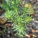Euphorbia cyparissias Lehti