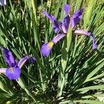 Iris spuria Floare