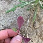 Sonchus bulbosus Hoja