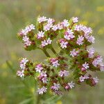 Centranthus calcitrapae Λουλούδι