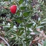 Ruscus aculeatusLeaf