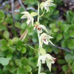 Epipactis muelleri Цветок