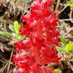 Sarcodes sanguinea 花