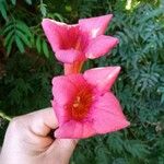 Campsis radicans Λουλούδι