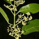 Cissus verticillata Liść