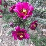 Cylindropuntia imbricata Ліст