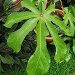 Cecropia palmata 葉