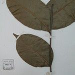 Zanthoxylum acuminatum Altro