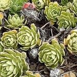 Saxifraga hostii Libunga