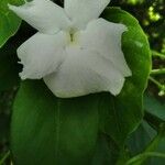 Thunbergia fragrans Flor