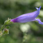 Penstemon laetus Flor