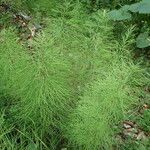 Equisetum sylvaticum 整株植物