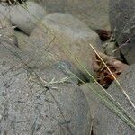Eragrostis acutiflora Écorce