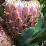 Protea cynaroides Çiçek