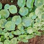 Umbilicus horizontalis Leaf