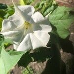 Datura stramoniumফুল