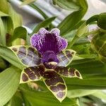 Zygopetalum maculatum 花