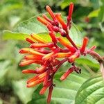 Hamelia patens ফুল