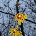 Chimonanthus praecox Lorea