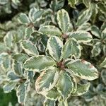 Pittosporum tenuifolium Folha