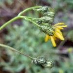 Pilosella lactucella Flower