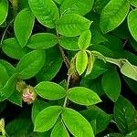 Indigofera hirsuta ഇല