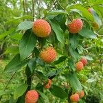 Cornus capitata Fruit