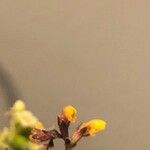 Odontites viscosus Virág