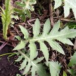 Cirsium HillFulla