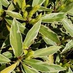 Illicium floridanum Blatt