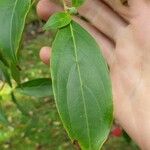 Cornus hongkongensis Foglia