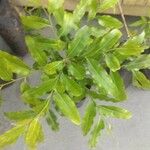 Putranjiva roxburghii Leaf