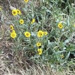 Wyethia angustifolia Hábito