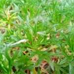 Saxifraga hypnoides Likasa