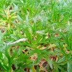 Saxifraga hypnoides List