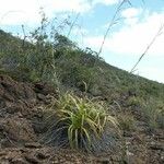 Tetraria comosa Habit