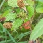 Rubus fraxinifolius Leaf