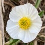 Ranunculus amplexicaulis Flor