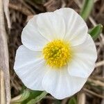 Ranunculus amplexicaulis Blüte