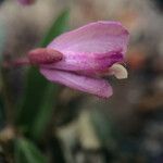 Polygala californica 花