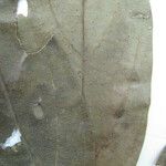 Ocotea amazonica Máis