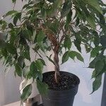 Ficus benjaminaLehti