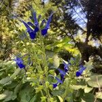 Salvia patensBlomst