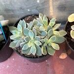 Graptopetalum rusbyi ഇല