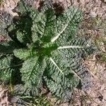 Picris echioides Blatt