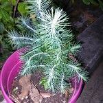 Pinus pinea Folio