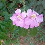 Cydista aequinoctialis Цвят
