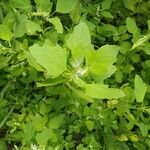 Chenopodium albumЛист